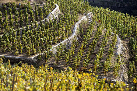 Destination Provence - dcouverte du vignoble de la Valle du Rhne