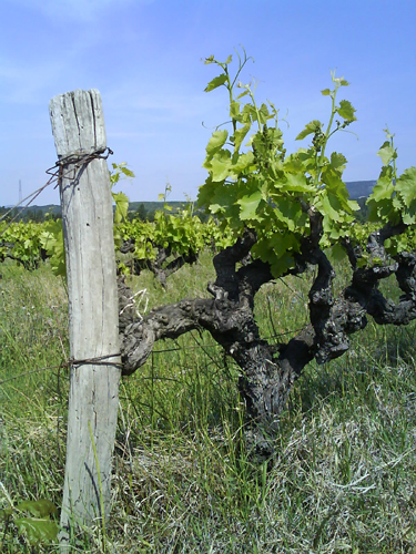 Tourisme vinicole en Provence
