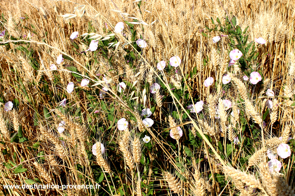 fleurs de blé de provence