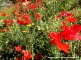 Coquelicots